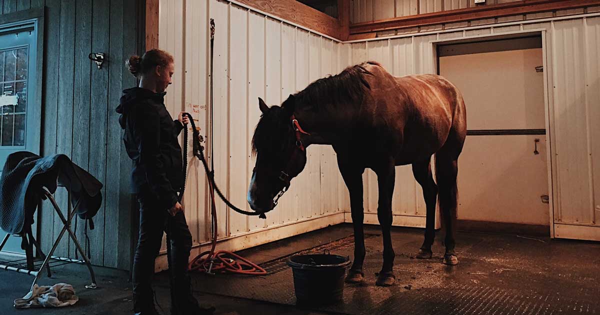 horse in stable